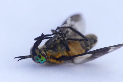 Réf. 185 749 : Chrysops caecutiens